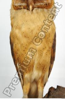 Barn owl - Tyto alba  0056